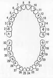 Tooth Charts - dentist Shoreline WA - Greg Ganzkow DDS