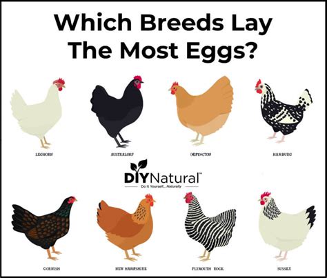 Best Egg Laying Chickens: A List of The 15 Best Chicken Breeds for Eggs