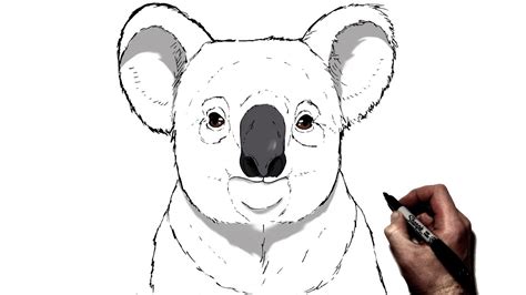 Koala Bear Drawing Step By Step