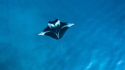 Manta Rays – On Wildlife