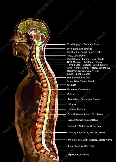 Spinal nerve levels, sagittal MRI - Stock Image - C030/3581 - Science Photo Library