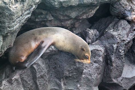 Fur Sea Lion Galapagos Island Stock Image - Image of galapagos, incomplete: 71983853