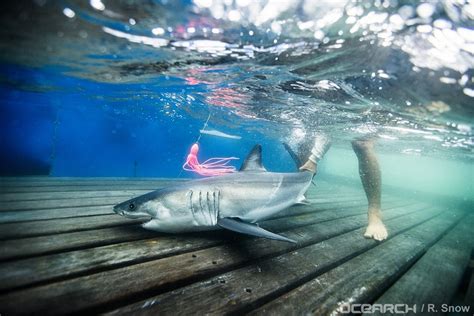 FAU | These Baby Great White Sharks Love to Hang Out Near New York