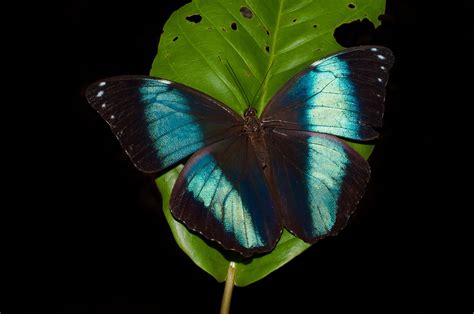 blue-morpho-butterfly | Amazonia Expeditions