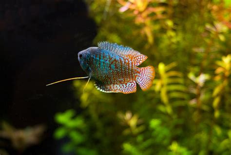 Dwarf Gourami - The Care, Feeding and Breeding of Dwarf Gouramis ...