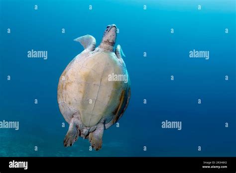 Green turtle (Chelonia mydas) from below, diving up for air, sea grass meadow, Sulu Sea, Pacific ...