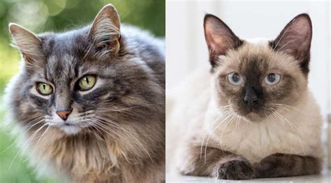 Maine Coon Siamese Cat Mix Breed Overview - Love Your Cat