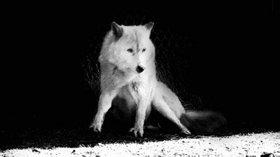 White Wolf GIF - Find & Share on GIPHY