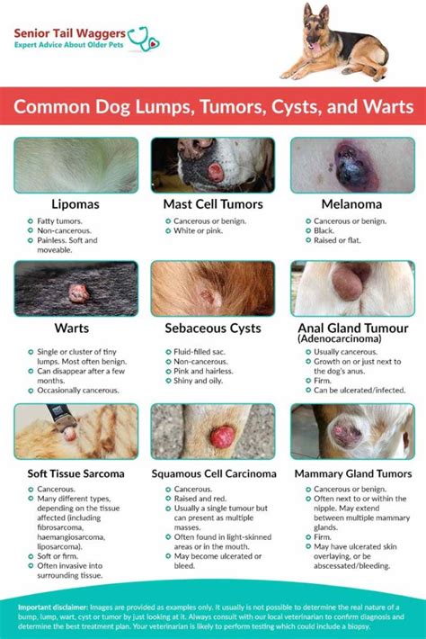 34 Best Photos Cat Cancer Symptoms Skin Dog Skin Cancer Types | Images ...