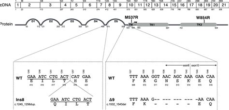 Schematic representation of the structure of feline c-KIT gene and ...