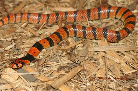 CalPhotos: Aspidelaps lubricus lubricus; Cape Coral Cobra | Snake venom ...