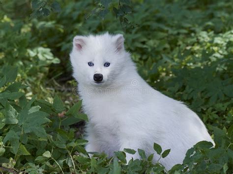 White Raccoon Dog Nyctereutes Procyonoides Stock Photo - Image of blue, rare: 98242970