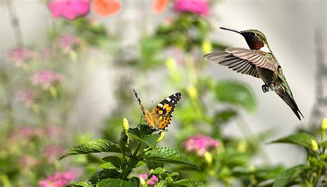 Plant a butterfly-hummingbird garden | Welcome Wildlife