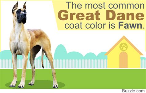 8 Different Great Dane Colors and Patterns With Amazing Pictures - DogAppy