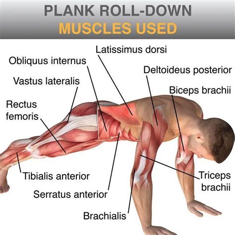 what muscles are used in a plank - Google Search | Essential yoga poses, Yoga poses for ...