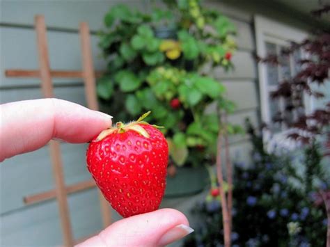 Growing Strawberries in Hanging Containers