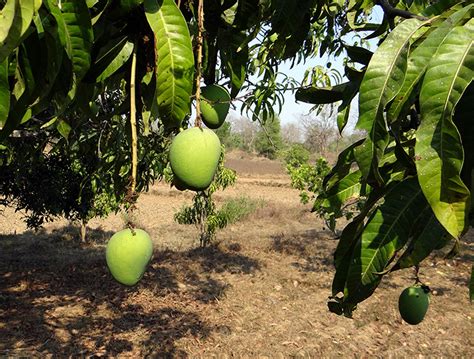 Death in the Mango Orchard | Rafia Zakaria