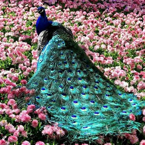 Peacock | Beautiful birds, Pretty birds, Most beautiful birds