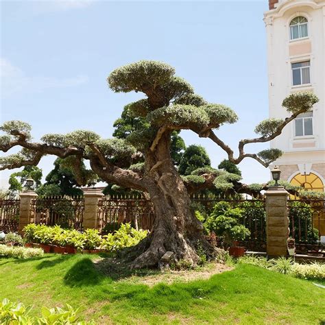 Large Outdoor Bonsai Trees Yew Plum Pine Podocarpus Macrophyllus - Buy ...