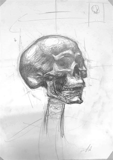 Skull Anatomy For Artists