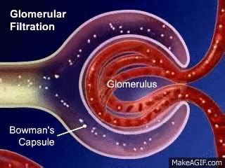 How does glomerular filtration occur? | Socratic