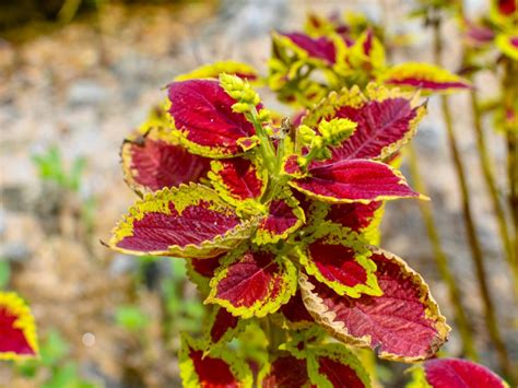 Coleus Plants: Tips For Caring For Coleus