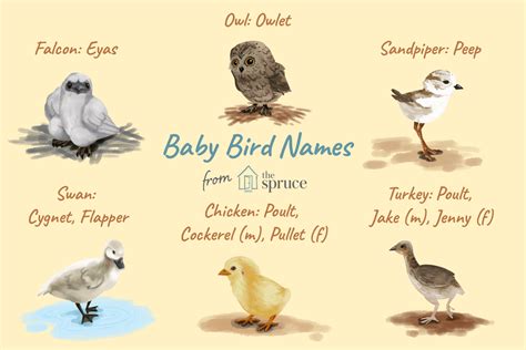 Pictures Of Baby Birds And Their Names - Get More Anythink's