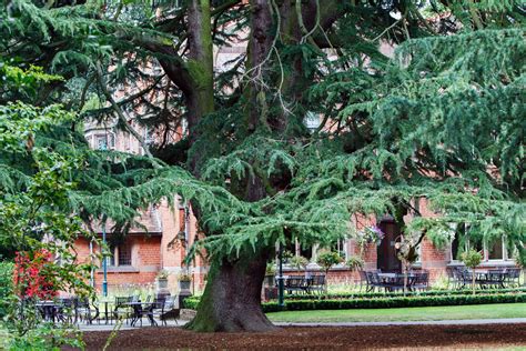 Cedar Tree Free Stock Photo - Public Domain Pictures