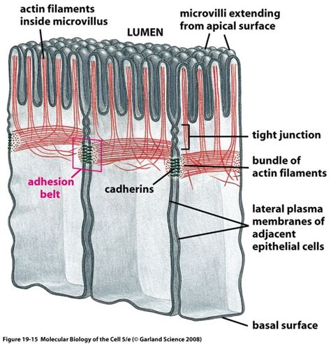 The cell