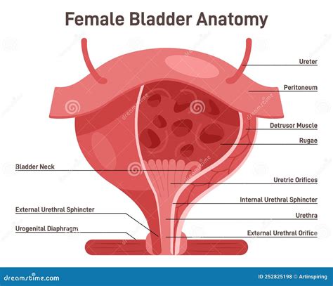 Female Bladder Uterus Anatomy – NBKomputer