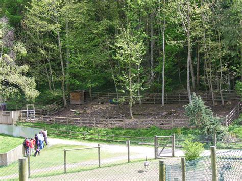 Lowland anoa enclosure at Galloway Wildlife Conservation Park, 16 May ...