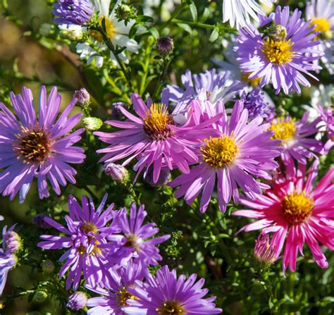 Aster novae-angliaeNEW ENGLAND DAISIES - SeedScape