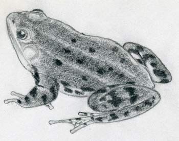 Realistic Frog Drawing