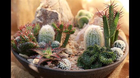 Mini Cactus Garden Ideas | Fasci Garden