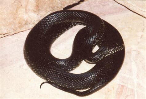 kingsnake.com - The Kingsnake and Milk Snake Page - Black Kingsnake