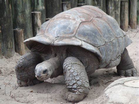 Aldabra Giant Tortoise - Pictures, Diet, Breeding, Life Cycle, Facts, Habitat, Behavior ...