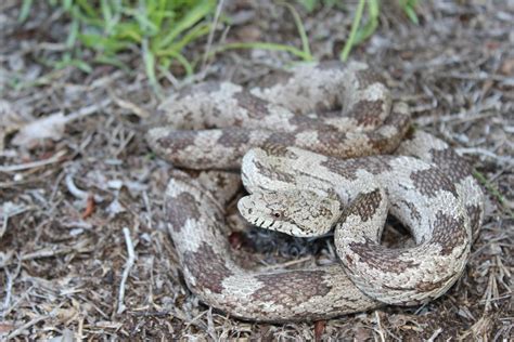 Gray Ratsnake – Florida Snake ID Guide