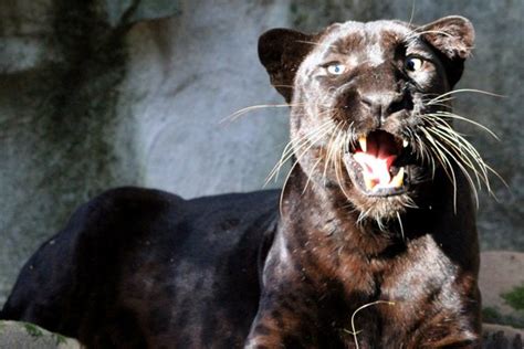 Black Panther Facts - News @ BCR - Big Cat Rescue