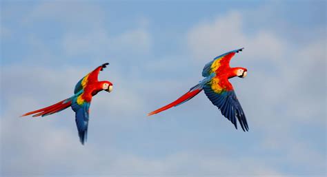 Colorful Birds Of Costa Rica