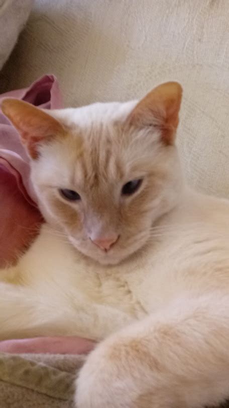 Is This Cat Albino? | TheCatSite