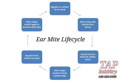 Cat Ear Mites Life Cycle