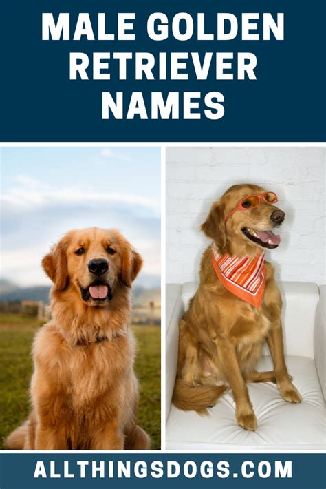 300 golden retriever names for your happy loveable retriever – Artofit