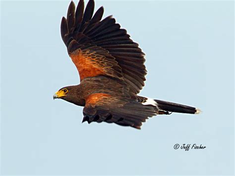 Ecobirder: Harris Hawk