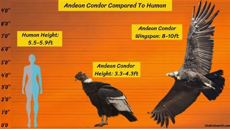 Andean Condor Size: How Does It Compare To Others?