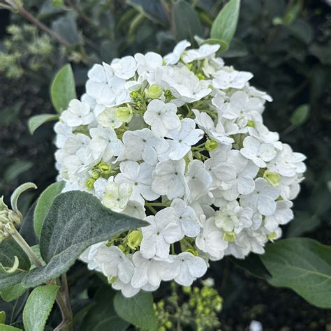 Viburnum macrocephalum ‘Sterile’ | Piedmont Carolina Nursery