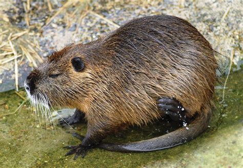 Nutria | Description, Invasive Species, Muskrat, & Facts | Britannica