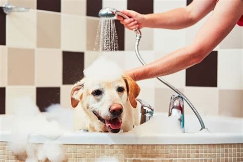 5 Best Dog Shampoos In 2024: Reviews & Top Picks | Pango Pets