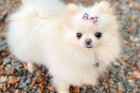 Pomeranian Teacup Dogs Wallpapers Wallpaper Cave | atelier-yuwa.ciao.jp