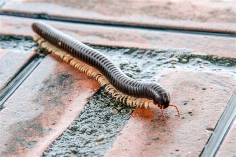 Here's "How do Millipedes Breathe?" (Explained)