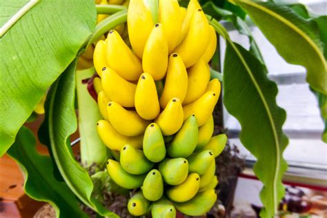 Banana Trees • Koolau Farmers